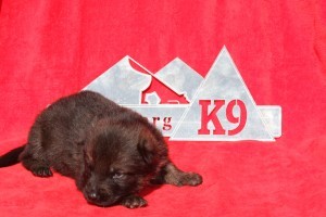 German Shepherd Puppy Colorado
