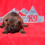 Sable Shepherd puppy for sale NY