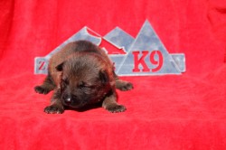 Sable Shepherd puppy for sale NY