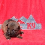 Germna Shepherd puppy for sale NY