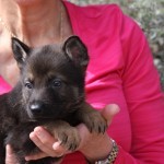 A woman holding a puppy in her arms.