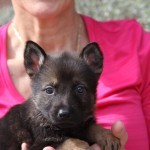 A woman holding a puppy in her arms.