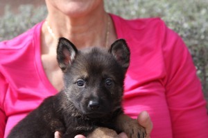 A woman holding a puppy in her arms.