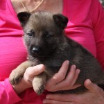 A woman holding a puppy in her arms.