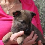 A woman holding a puppy in her hands.