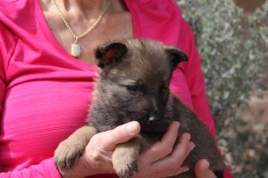 A woman holding a puppy in her hands.