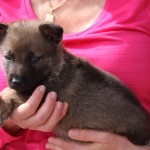 A woman holding a puppy in her arms.