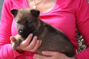 A woman holding a puppy in her arms.