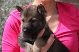 A woman holding a puppy in her arms.