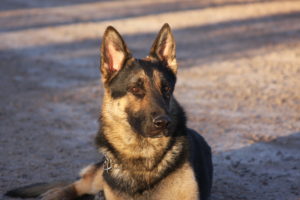 German Shepherd lying down on sandy ground.