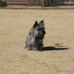 Cairn Terrier Stud Dog Ariazona