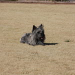 A dog sitting in the middle of an open field.