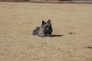 A dog sitting in the middle of an open field.