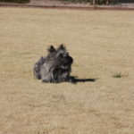 A dog sitting in the middle of an open field.