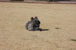 A dog sitting in the middle of an open field.