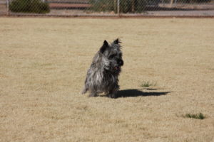 Cairn Terrier Stud Dog Ariazona