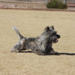 A small dog is running in the dirt.