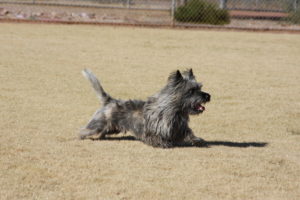 A small dog is running in the dirt.