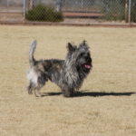 A small dog is standing in the grass.