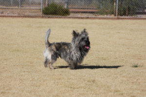 A small dog is standing in the grass.