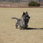 A dog standing in the dirt on a field.