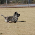 A dog is standing in the dirt near a fence.