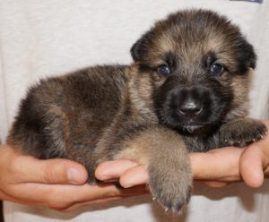 Puppy resting in person's hands.