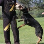 who is selling best protection dogs