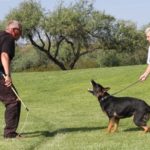 German Shepherd female is protective