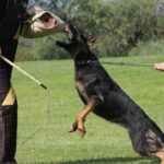 Potection dog training