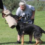 Protection German Shepherd dog available