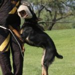 Protecive dog for sale