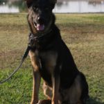 trained german shepherd for sale in tucson