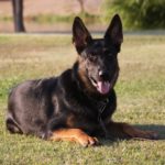 German shepherd sale