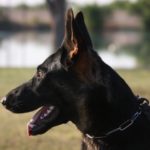 Trained German Shepherd Tucson Arizona