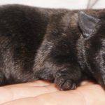 A cat sleeping on top of someone 's hand.