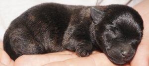 A cat sleeping on top of someone 's hand.