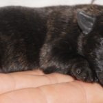 cairn terrier puppy for sale Tucson az.