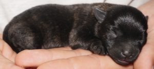 cairn terrier puppy for sale Tucson az.