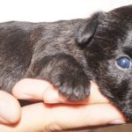 A person holding onto a puppy with one paw