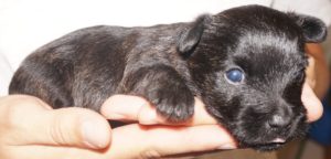 A person holding onto a puppy with one paw