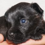 A black puppy is laying on its owner 's hand.