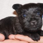 A black puppy is laying on someones hand