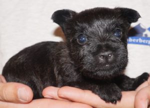 A black puppy is laying on someones hand