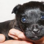 A person holding a small black puppy with blue eyes.