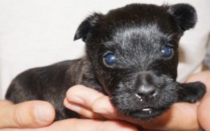 A person holding a small black puppy with blue eyes.