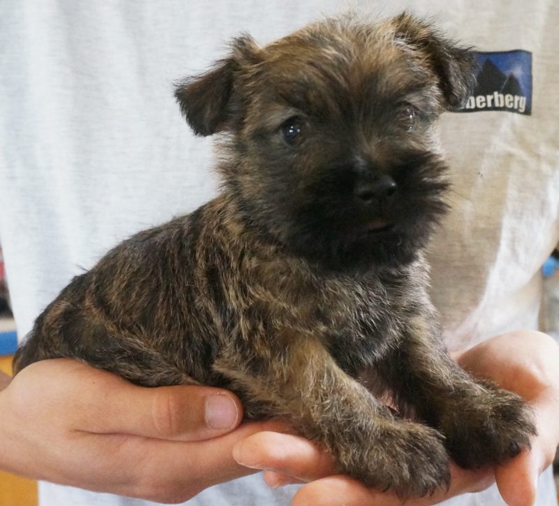 Cairn Terrier Puppies Available - Zauberberg Kennels German Shepherd ...