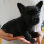 A person holding a small black dog in their hands.