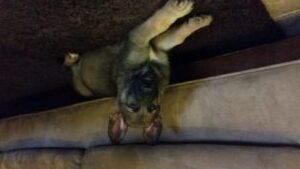 Puppy lying upside down on couch.