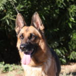 A german shepherd dog with its tongue hanging out.